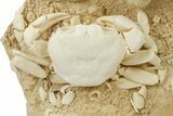 Fossil Crab (Potamon) Preserved in Travertine - Turkey #279031-2